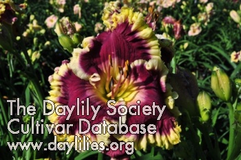 Daylily Violet Light